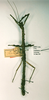 CollectionObject 1561126; e237cece-2766-4a01-9b1d-45f7d0333601: copyright RMNH, Leiden. female (holotype). (CollectionObject).