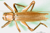 CollectionObject 1501684; 04465ce6-91b5-441c-960f-0fa3d9a5de98: male, dorsal view (lectotype). (CollectionObject).