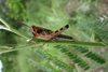 Schistocerca piceifrons piceifrons (Walker, 1870): female nymph. (Otu).