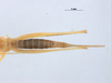 CollectionObject 1576014; 02e6dbe1-1240-40eb-bbac-7d5242d9d7cb: female, dorsal view (allotype). Parque Nacional do Pau Brasil, Porto Seguro, Brazil. (CollectionObject).