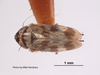 Habitus, dorsal view on Deltocephalus giffardi (Van Duzee, 1917) now Deltocephalus castoreus Ball, 1899: (Observation).