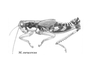 Melanoplus eurycercus Hebard, 1920: Fig. 1. male. (Otu).