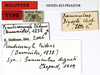 CollectionObject 1561499; 0d0563b2-b6f9-45fd-b0be-676f5501e533: copyright MNHN, Paris. male, data labels of synonym Bacunculus digueti (holotype). (CollectionObject).