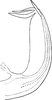 Aedeagus, lateral view on Edwardsiana lamellaris (Ribaut, 1931): Aedeagus, lateral view. (Observation).