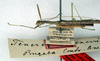 CollectionObject 1562185; NMW 168, 521215a1-c9c2-4e3e-8c62-79b6d9b0f61a: copyright NMW, Vienna. female: head and thorax, lateral view (syntype). (CollectionObject).