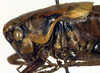 CollectionObject 1502735; 66324866-bac3-4cbd-b0a2-5c9b8d13cec4: male pronotum, lateral view (paratype). (CollectionObject).