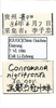 Other on Convexana nigrifronta Li, 1994: (Observation).
