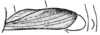 Maculiparia guyanensis Carbonell, 2002: Fig. 43. male tegmen. (Otu).
