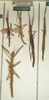 CollectionObject 1558840; c7cac0fe-23e1-4fd6-b9d9-e20bae349d3a: copyright NMW, Vienna. male and female (syntypes). (CollectionObject).;CollectionObject 1558841; 1fe4d4bf-01d9-4c34-a1d1-b3668f6a2a0c: copyright NMW, Vienna. male and female (syntypes). (CollectionObject).