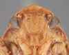 Head: !! display not done !! on Ponana (Ponana) grisea (Spångberg, 1878): (Observation).