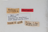 CollectionObject 1506587; 89ec8333-6d22-4e07-973b-8005501f7070: male, labels (syntype). (CollectionObject).