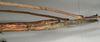 CollectionObject 1561157; 6525acf0-ecc8-4498-beeb-e2ae5001894c: copyright MIZ. female: end of abdomen, lateral view (lectotype). (CollectionObject).