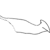 Pygofer appendages on Empoascanara (Empoascanara) tytaniae Dworakowska, 1971: Pygofer dorsal appendage. (Observation).