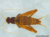 CollectionObject 1945428; 8f18692e-1fa2-46c0-aaaa-02300d861669: Holotype, male, dorsal view. (CollectionObject).