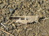 Aiolopus strepens strepens (Latreille, 1804): Individual from Canary Islands. (Otu).