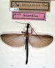 CollectionObject 1562148; NMW 158, 981aa3aa-7bae-409d-ac67-694cf5a8f0e5: copyright NMW, Vienna. male (holotype). (CollectionObject).