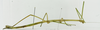 CollectionObject 1563960; a5a68ef7-4979-455c-afa5-e9168e429689: female, lateral view (holotype). (CollectionObject).