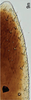Ovipositor on Bretega orbiverpa Stiller, 2017: Valvula III, right. (Observation).