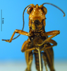 CollectionObject 1505379; 2b7a71fc-f8e4-491b-9da0-88cc411db8fc: male, frontal view (syntype). (CollectionObject).