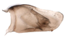 Pygofer, lateral view on Biza craspa Kramer, 1962: Male holotype [USNM]: pygofer, lateral view. (Observation).