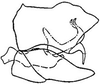 Pygofer, lateral view: !! display not done !! on Chlorotettix melanotus DeLong, 1916: genital capsule, laterally. (Observation).