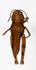 CollectionObject 1588501; a9d12259-7d23-41c3-97f4-36b8caf6290c: female, dorsal view (paratype). (CollectionObject).