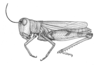 Aulocara elliotti (Thomas, 1870): Fig. 6. female habitus (Aulocara parallelum). (Otu).