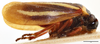 Habitus, lateral view on Amberana vittipennis (Bergroth, 1894): (Observation).