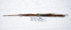 CollectionObject 1576189; 07508dad-7804-4977-9cbe-459eadbbb53c: copyright Francis Seow-Choen. female, dorsal view (paratype). (CollectionObject).