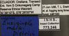 Other on Euzyginella marki Dietrich, 2013: Labels Paratype. Labels for dorsal, lateral and face images. (Observation).