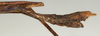 CollectionObject 1557179; 05742aea-1eb3-4dcd-8a41-abf434718376: copyright NMW, Vienna. male: end of abdomen, lateral view (syntype). (CollectionObject).;CollectionObject 1557180; e6f245ef-e531-4bc4-848c-e42120af3f4f: copyright NMW, Vienna. male: end of abdomen, lateral view (syntype). (CollectionObject).