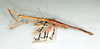 CollectionObject 1560905; 156959c6-dbc3-44ff-94bf-66e209c993ba: copyright MNHU, Berlin. female (holotype). (CollectionObject).