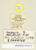 Caeparia donskoffi Roth, 1979: Copyright Natural History Museum, London. Labels from paratype (adult female) in BM(NH). (Otu).