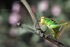 CollectionObject 1498460; 4b417d9e-9411-4767-8183-41c1136a8d12: female (Kriti). (CollectionObject).