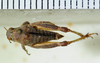 CollectionObject 1521309; 4fa4d1ee-303d-4710-b833-e376571d5e20: female, dorsal view (allotype). (CollectionObject).