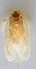 CollectionObject 1569224; 67139dc2-f11d-468f-a2f0-e942bd3fdd5f: Photo by Heidi Hopkins. Holotype, adult male, dorsal habitus. (CollectionObject).