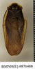 CollectionObject 1572891; cca09f2a-935f-41c8-a71b-875db0925280: Copyright Natural History Museum, London. Non-type (adult male) in BM(NH). Dorsal view. (CollectionObject).