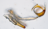 Aedeagus, lateral view: !! display not done !! on N. Gen. CB1 n. sp. 1: Paraboloponina Ishihara, 1953: (Observation).