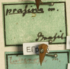 Other: !! display not done !! on Cymbomorpha prasina (Germar, 1835): (Observation).