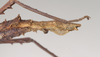 CollectionObject 1559857; NHMUK(SF IMPORT DUPLICATE) 844921, 2b92cc82-ad6b-46c2-a19d-27526138c52f: copyright Natural History Museum, London. female: end of abdomen, lateral view of Pachymorpha hystriculea (holotype). (CollectionObject).