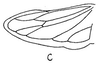 Hind wing: forewing. (Observation).