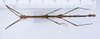 Canuleius vigintiquatuorspinosus Redtenbacher, 1906: copyright ZMUH, Hamburg. male, dorsal view (syntype). (Otu).