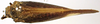 Habitus, dorsal view: (Observation).