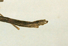 CollectionObject 1561933; a1526b4e-ca52-40d7-88a2-600fd2d2fd31: copyright NHRS, Stockholm. male: end of abdomen, lateral view (holotype). (CollectionObject).