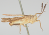 CollectionObject 1580296; 1bae3d97-7c32-4eff-acbb-3076b85ce424: female, lateral view (paratype of Phaestus sumatrensis). (CollectionObject).