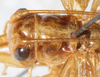 CollectionObject 1531189; 9dc3a644-bff8-4e2c-8ce5-2abb23df0406: male head and pronotum, dorsal view (holotype). (CollectionObject).