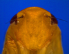 Head on Chilenana chilena DeLong & Freytag, 1967: Male [DZRJ]: head, ventral view. (Observation).