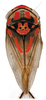 Habitus, dorsal view on Brazosa campinacu Pinedo-Escatel & Dietrich, 2020: (Observation).