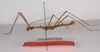 CollectionObject 1560253; a86a4b98-b09d-4f4d-a659-31f66de4a929: copyright ZMB, Berlin. male, lateral view (paratype). (CollectionObject).;CollectionObject 1560254; 35ffbd23-1d0a-4221-88fe-01bf030f7f69: copyright ZMB, Berlin. male, lateral view (paratype). (CollectionObject).