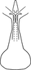 Aedeagus, ventral view on Erythridula parsonsi (Hepner, 1976): Aedeagus (holotype), ventral view. (Observation).